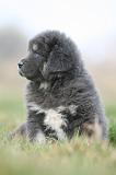 DOGUE DU TIBET 773